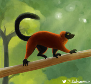 Red ruffed lemur study